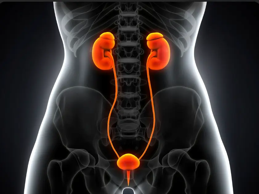Urinary Tract Infection (UTI) Treatment in Manchester