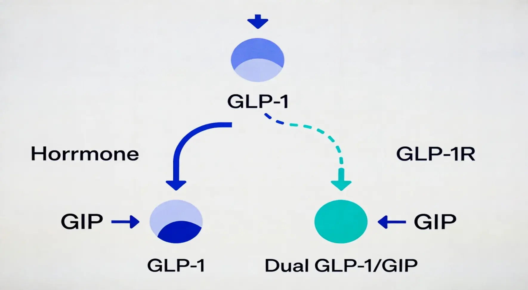 Diagram showing how GLP-1 and GIP hormone receptors are activated by Wegovy and Mounjaro